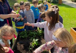 Dzieci sadzą roślinki do donicy